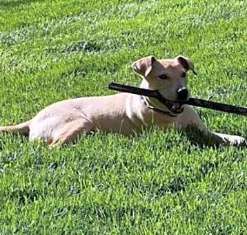 Photo of Toby IN FOSTER