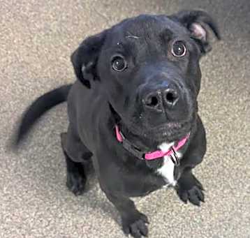Photo of Rosie