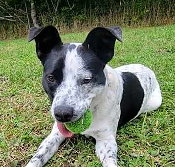 Photo of Bluey