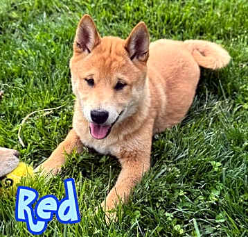 Photo of Red