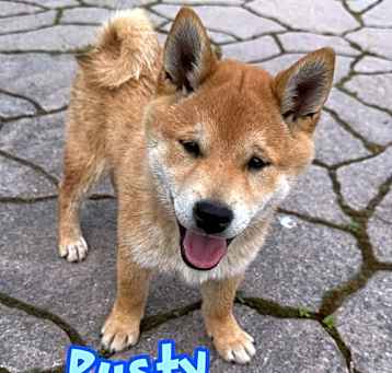 Photo of Rusty