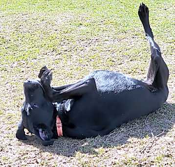 Photo of Aries