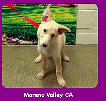 Photo of Adopt a Puppy! Shelter Full