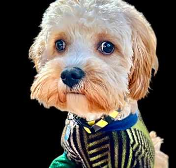 Photo of Easter Cav: Lanin