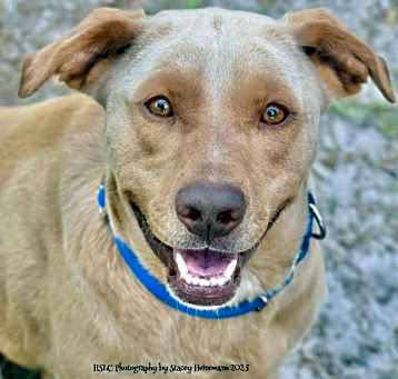 Photo of Layla
