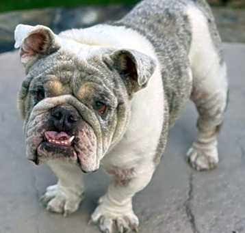 Photo of Mettler