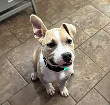 Photo of Georgie