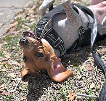 Photo of Kopi