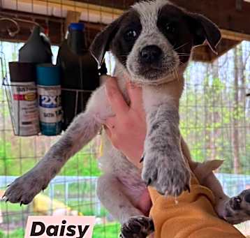 Photo of Daisy