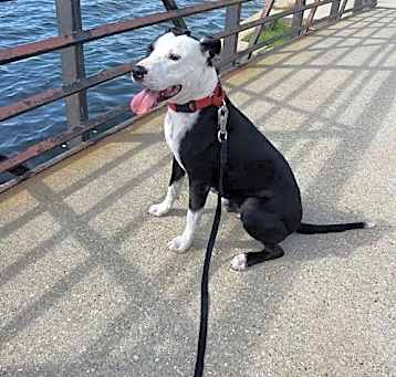Photo of Ace Oreo - Supercutie!