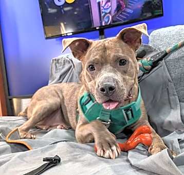 Photo of Harlem - Handsome Boy!!
