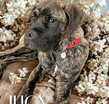 Photo of Lucy