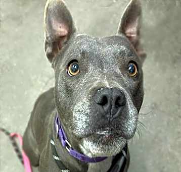 Photo of DUTCHESS