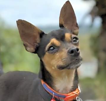 Photo of BLACKY