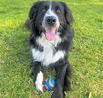 Photo of Oreo
