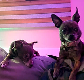 Photo of Gizmo&Princess