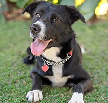 Photo of SASHA