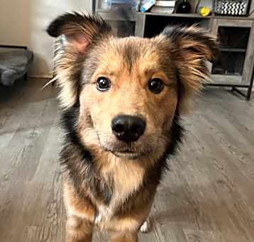 Photo of Bear