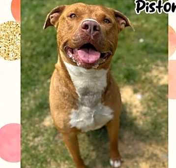 Photo of Piston