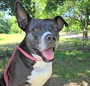 Photo of Layla