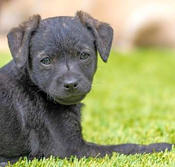 Photo of Diego - Foxy Pup