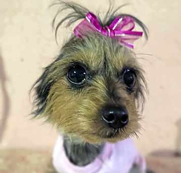 Photo of Pixie
