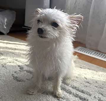 Photo of Chichi