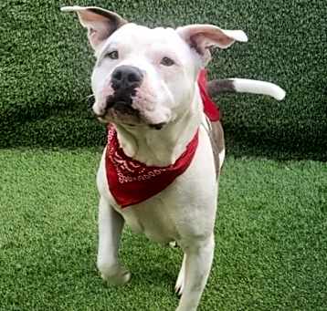 Photo of MAYA A DOGGIE WITH A HEART OF GOLD