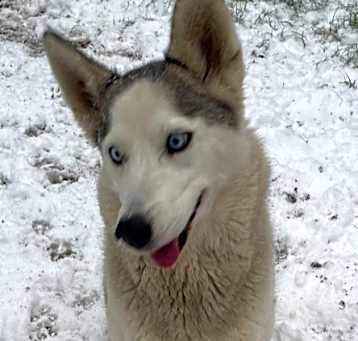 Photo of ELSA THE ADORABLE ONE