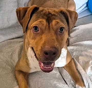 Photo of PAWMELA ANDERSON