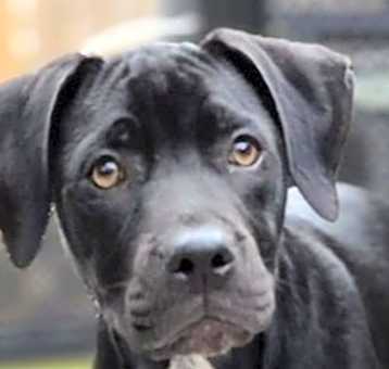 Photo of THOR from the Superhero Litter