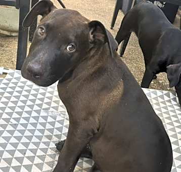 Photo of ROCKET FROM THE SUPERHERO LITTER