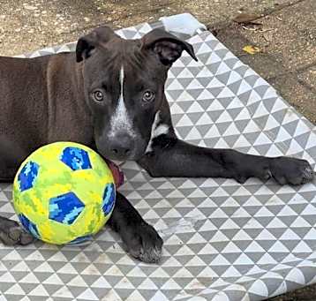 Photo of WONDER FROM THE SUPERHERO LITTER