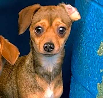 Photo of Loonie