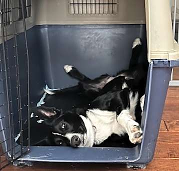 Photo of Lucky
