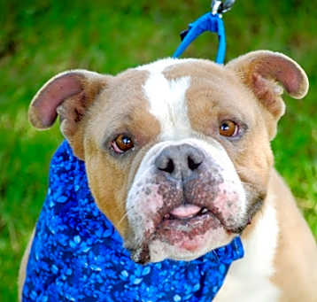 Photo of Otis