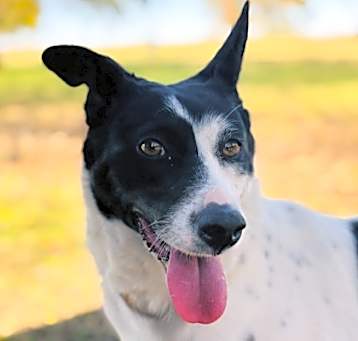 Photo of Opal