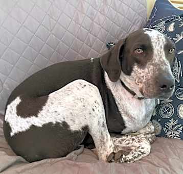 Photo of Shadow