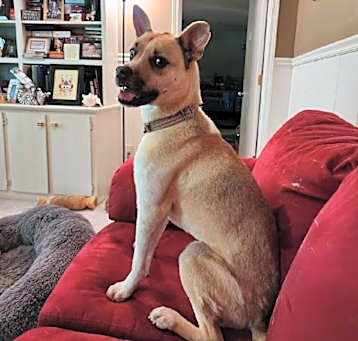 Photo of Puko