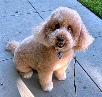 Photo of Rex