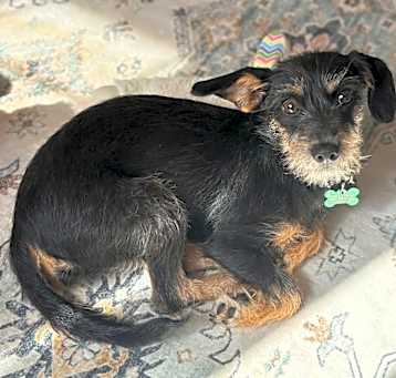 Photo of Sweetie