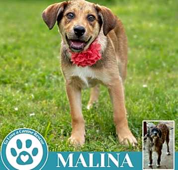 Photo of Malina (Mocha Latte's Pups) 050325