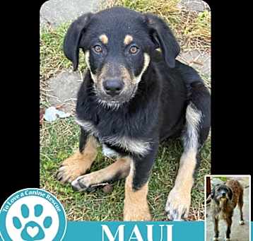 Photo of Maui (Mocha Latte's Pups) 050325