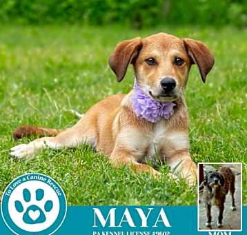 Photo of Maya (Mocha Latte's Pups) 050325