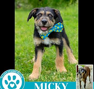Photo of Micky (Mocha Latte's Pups) 050325