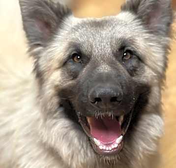Photo of Beowulf
