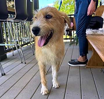 Photo of ROBBI  45 LBS  1-3 YRS   FOSTERED IN NJ