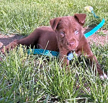 Photo of PEBBLE   3  LB PUPPY  4 MOS   FOSTERED IN NJ