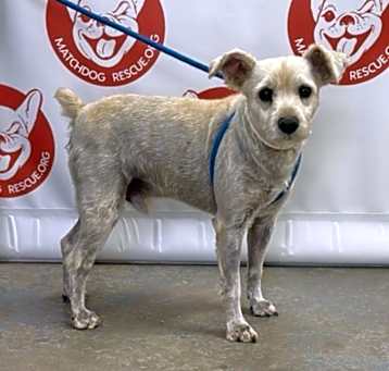 Photo of ALFALFA  26 POUNDS  1-2 YRS  ARRIVING MAY 17TH