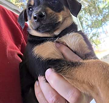 Photo of Puppiccinos : Mocha